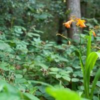 Montbretia